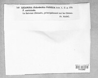 Ochrolechia parella image